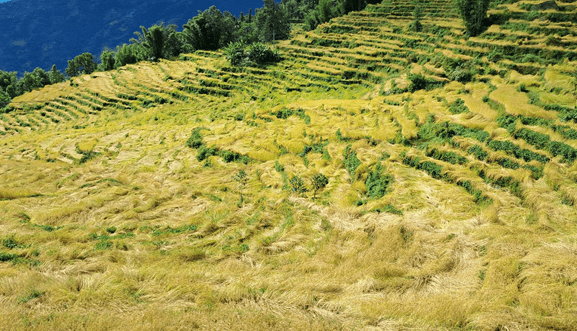 खोटाङमा ७० प्रतिशत धानबालीमा क्षति