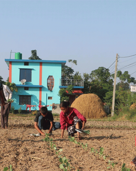 पन्ध्र कट्ठामा तरकारी खेती गरेर वार्षिक पाँच लाख आम्दानी