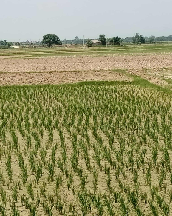 सिँचाइ अभावले रोपाइँ प्रभावित, किसान चिन्तित