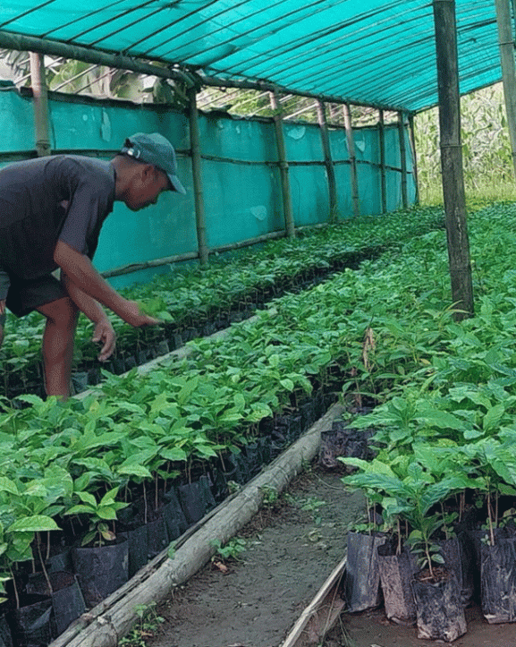 कफीको बिरुवा बेचेर साढे १३ लाख कमाई