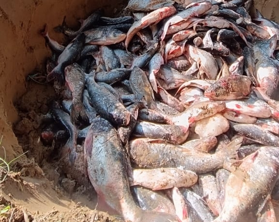 भारतबाट ल्याइएका २० कार्टुन माछा बरामद गरी नष्ट