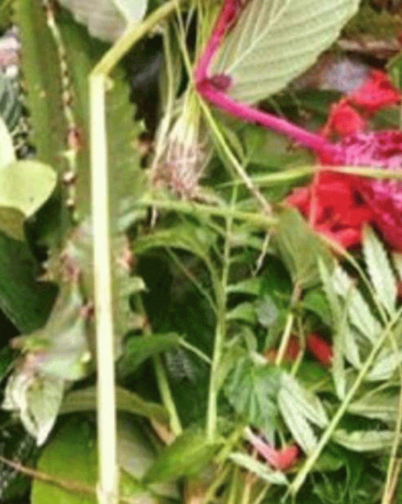 आज साउने सङ्क्रान्ति: लुतो फाल्ने दिन