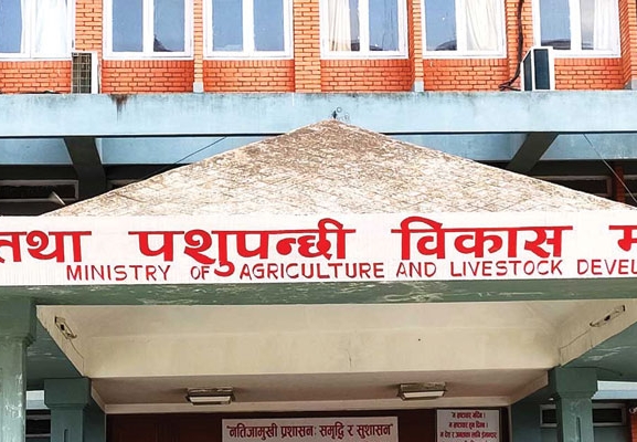 वर्षाका कारण धान उत्पादनमा तीन लाख मेट्रिक टनले कमी आउने