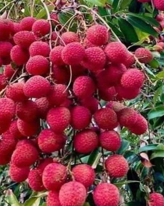 रावाबेसीबाट एक करोड हाराहारीका लिची बिक्री