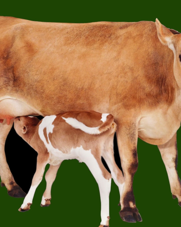 गोपाष्टमीलाई गौ संरक्षण दिवस घोषणा गर्न माग