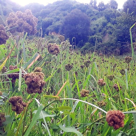 रैथाने बाली प्रवर्धन कार्यक्रमले सल्यानमा बढ्दै कोदो खेती