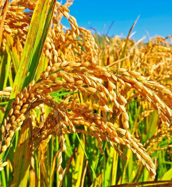 किसानलाई धानको मूल्य पाउन समस्या