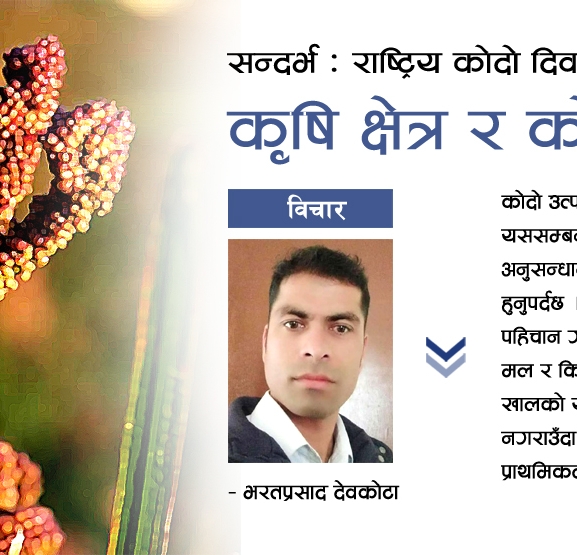कृषि क्षेत्र र कोदो खेती