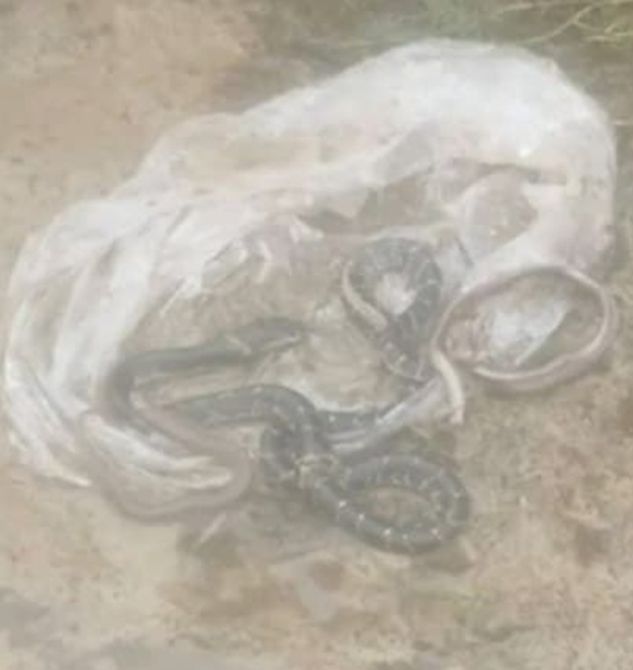 सर्पदंशबाट बालकको मृत्यु