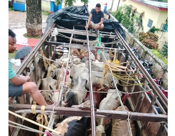 १८ गोरुसहित ट्रक नियन्त्रणमा, चालक पक्राउ
