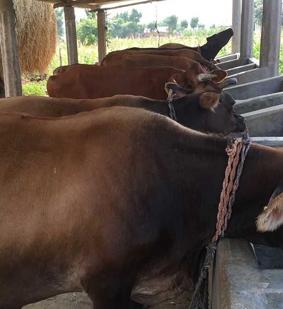 पशुबीमा कार्यक्रमबाट पनौतीका चार हजार किसान लाभान्वित