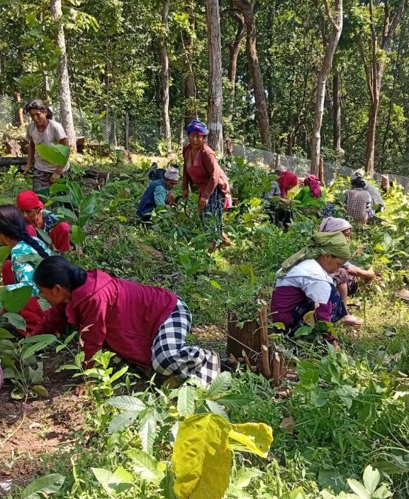 गाउँ विकासमा कोशेढुंगा सावित हुँदै अर्घाखाँचीका सामुदायिक वनहरू
