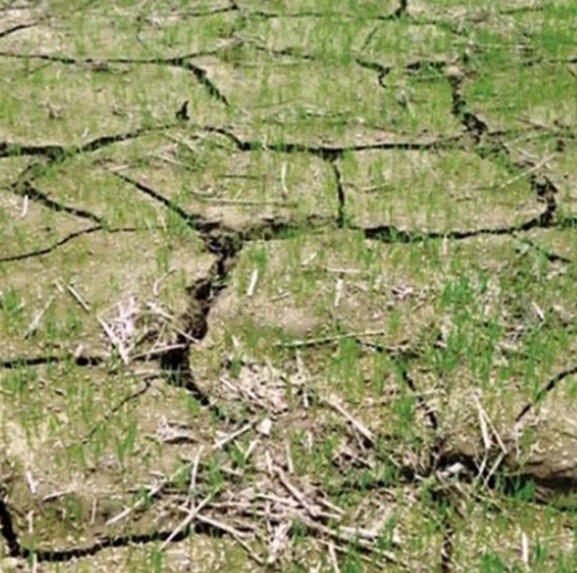 आकाशको पानीको भरपर्दा सर्लाहीमा भएन रोपाइँ