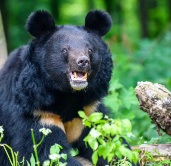हुम्लामा भालुको आक्रमणबाट तीन जना घाइते