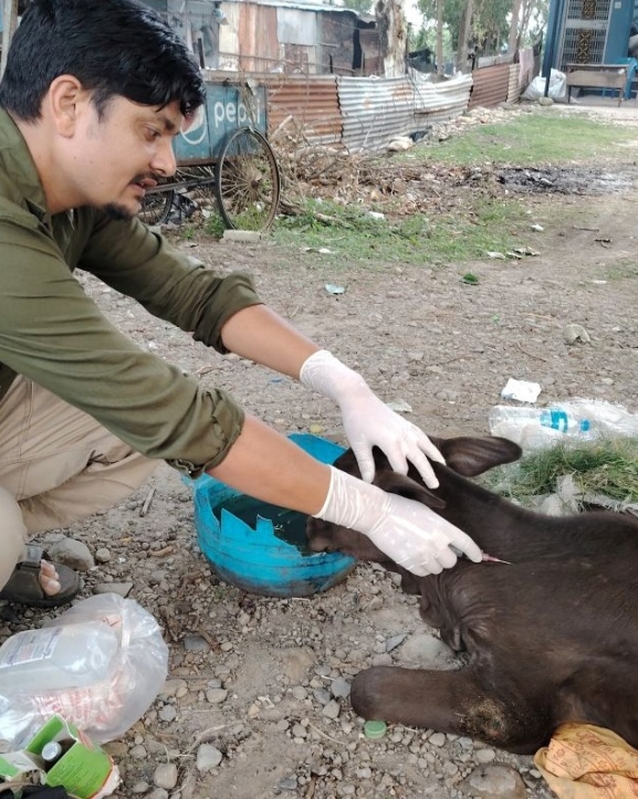 घाइते छाडा चौपायाको उद्धारमा विष्णु
