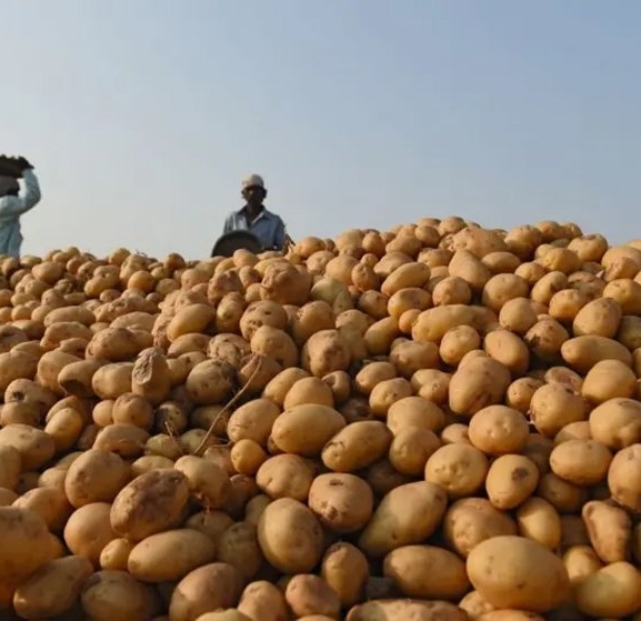 पश्चिम बागलुङका किसानलाई आलु भित्र्याउने चटाराे