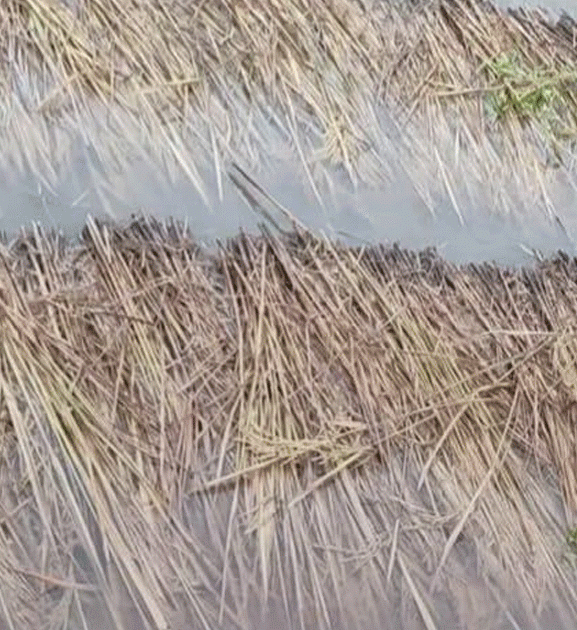 बेमौसमी वर्षाले कोशी प्रदेशमा दुई अर्बभन्दा बढीको धानबाली नष्ट