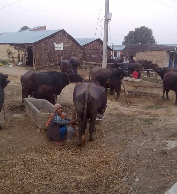 पशुमा पनि बाँझोपनको समस्या बढ्यो
