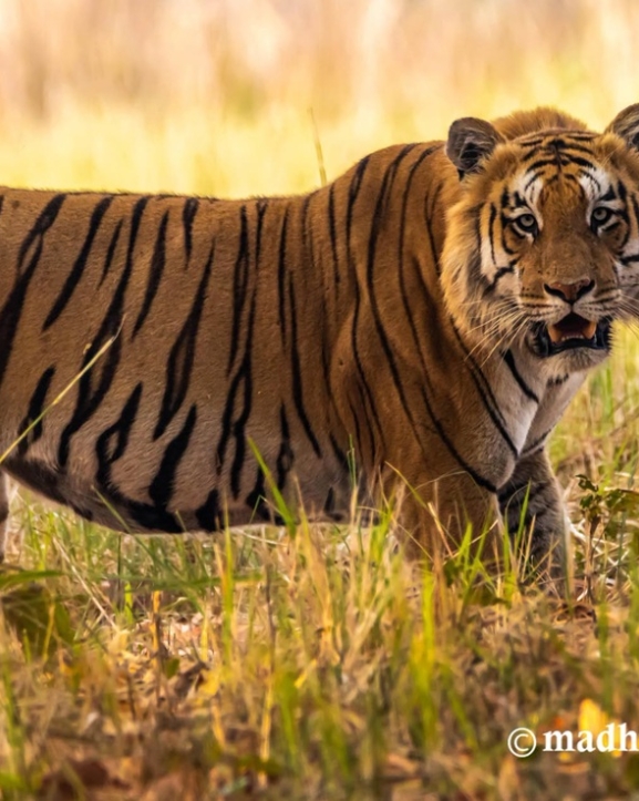 बाघ संरक्षणको मूल्य चुकाउँदै समुदाय  