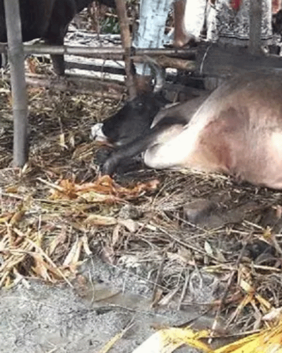 चरीगाउँका पशुचौपायामा फालियो अज्ञात रोग