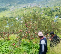 प्रयोगविहीन कोल्ड स्टोरः किसानलाई काँचो स्याउ बेच्न हतार