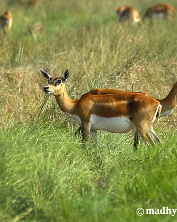 कृष्णसार हेर्न जाने कि खैरापुर (तस्बिरहरू)