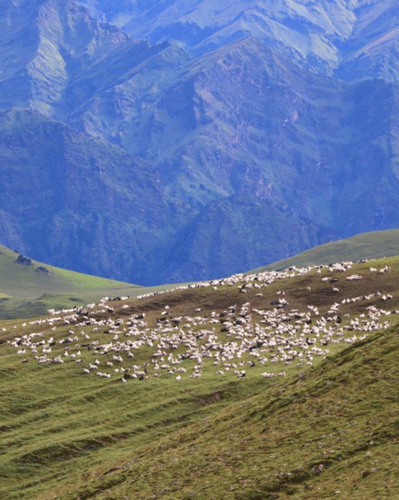 भेडी गोठमा भेटिए सम्पर्कविहीन तीर्थयात्री 