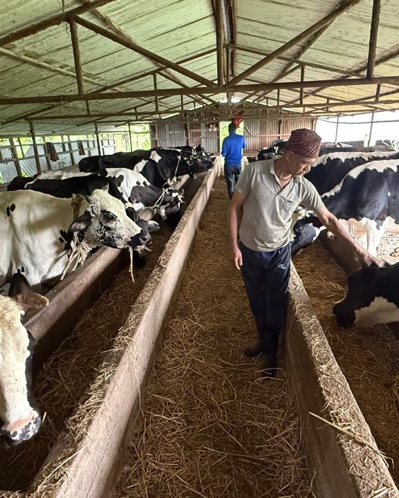 गाईपालनबाट मासिक तीन लाख ५० हजार आम्दानी