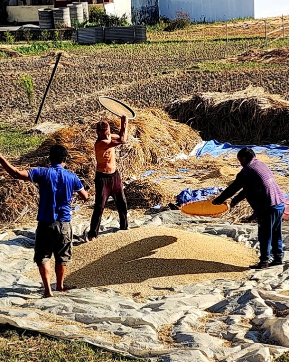 बेमौसमी वर्षाको असर : धान उत्पादन घट्ने, धानचामल आयात बढ्ने