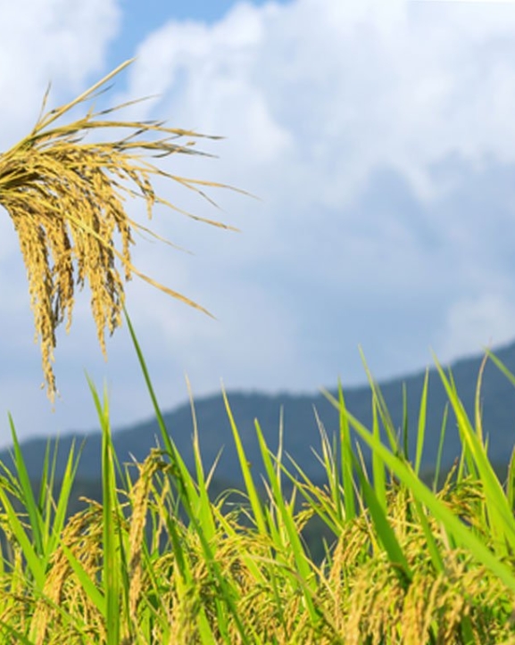 सुदूरपश्चिममा धान उत्पादन : क्षेत्रफल घट्यो, उत्पादकत्व वृद्धि