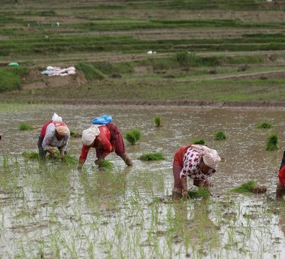 पर्याप्त वर्षा नहुँदा सिरहामा रोपाइँ प्रभावित