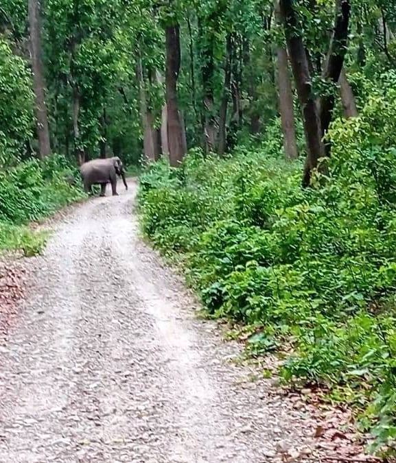 चुरेमा हात्तीको बथान, बस्तीमा त्रास