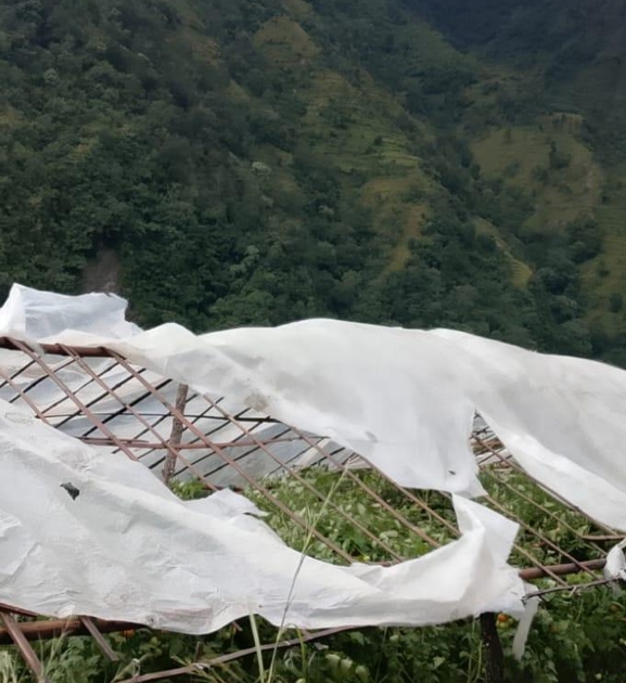 हुरीले गोलभेँडा खेतीमा क्षति