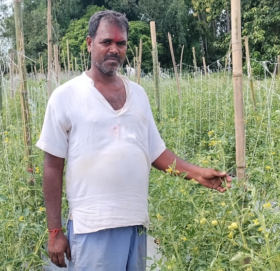 कमसल बिउका कारण हरिवनका गोलभेंडा किसान मारमा