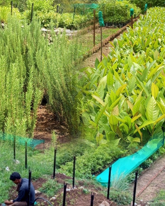 सल्यानमा जडीबुटीबाट १९ लाखभन्दा बढी राजस्व संकलन