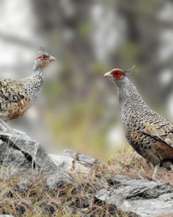 १६ वर्षपछि कालीगण्डकी बेसीनमा चिरकालिजको संख्या १८ जोडी