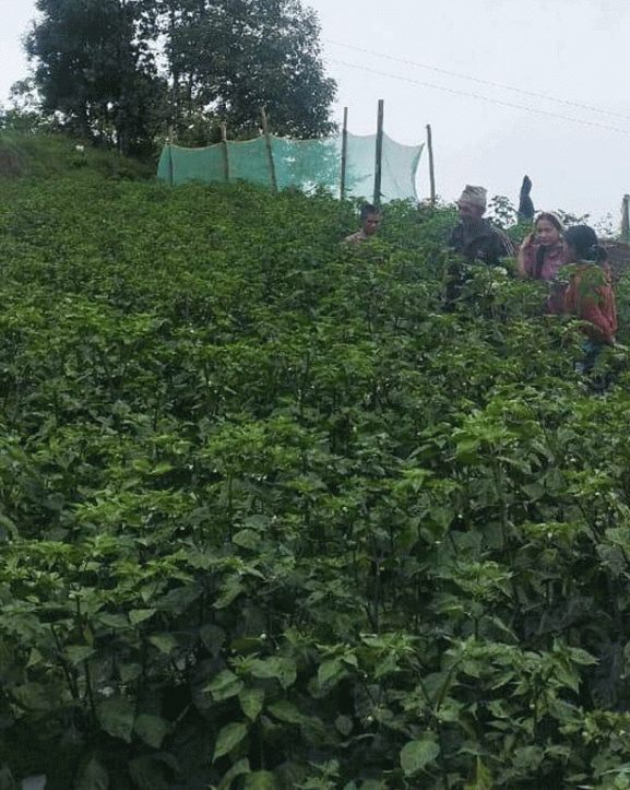 व्यावसायिक रूपमा अकबरे खुर्सानी खेती गर्दै किसान