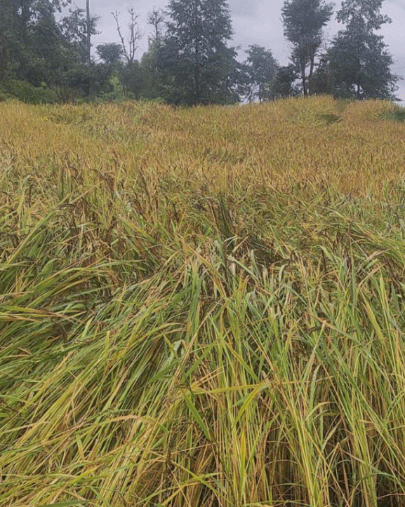 पाकेर थन्क्याउन लागिएको धानबालीमा वर्षाले क्षति गरेपछि कृषक चिन्तित