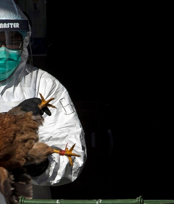 कम्बोडियामा बर्ड फ्लूबाट युवकको मृत्यु