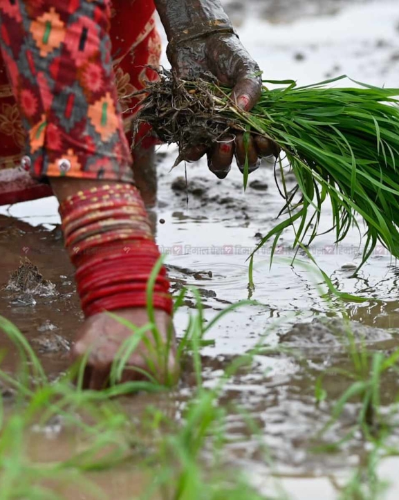 पानी परेपछि मधेसमा धमाधम धान रोपाइँ