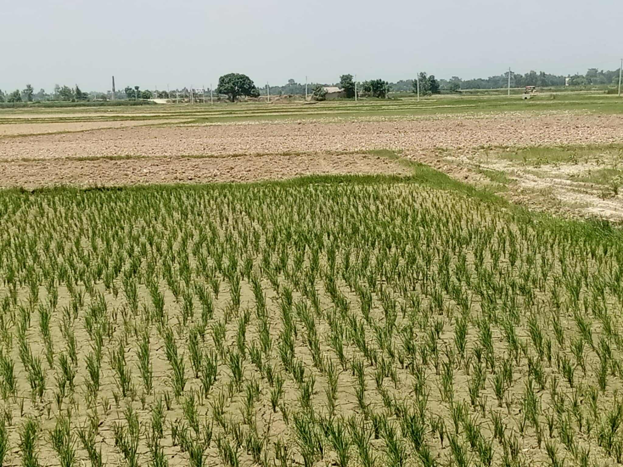 सिँचाइ अभावले रोपाइँ प्रभावित, किसान चिन्तित