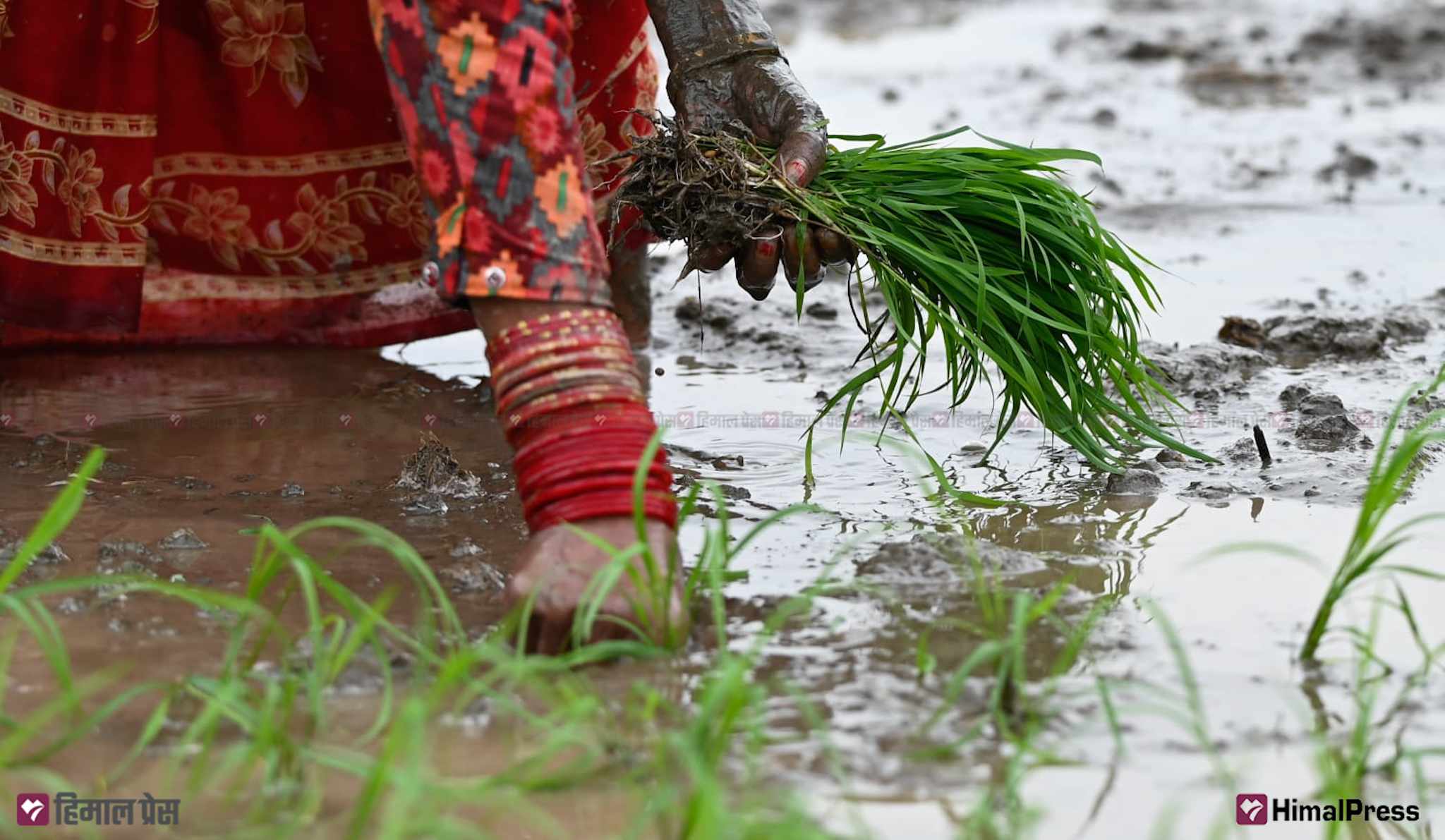 पानी परेपछि मधेसमा धमाधम धान रोपाइँ