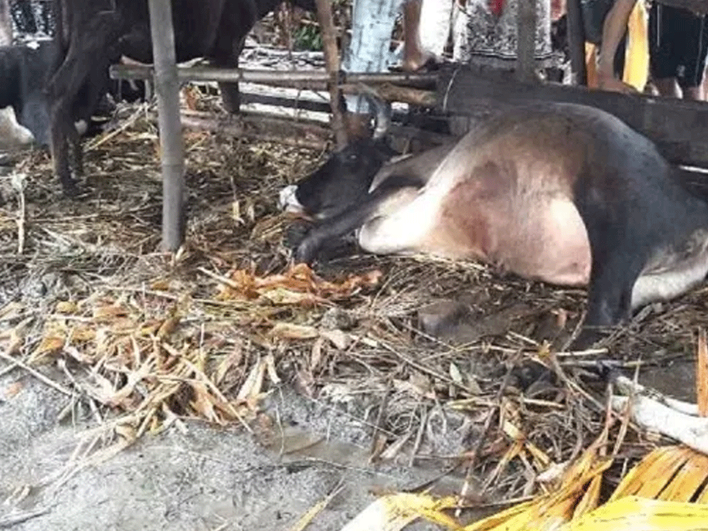 चरीगाउँका पशुचौपायामा फालियो अज्ञात रोग