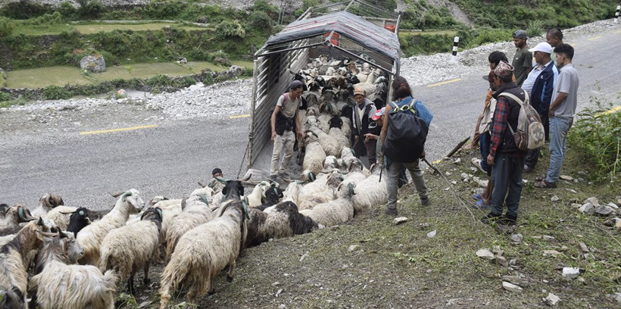 सहरको स्वादका लागि छुट्छ हिमालको दसैँ-तिहार