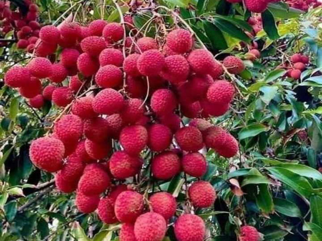 रावाबेसीबाट एक करोड हाराहारीका लिची बिक्री