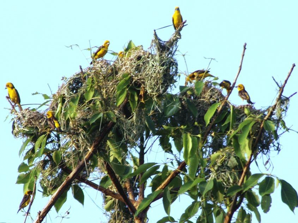 तोप चराको संख्या घट्यो