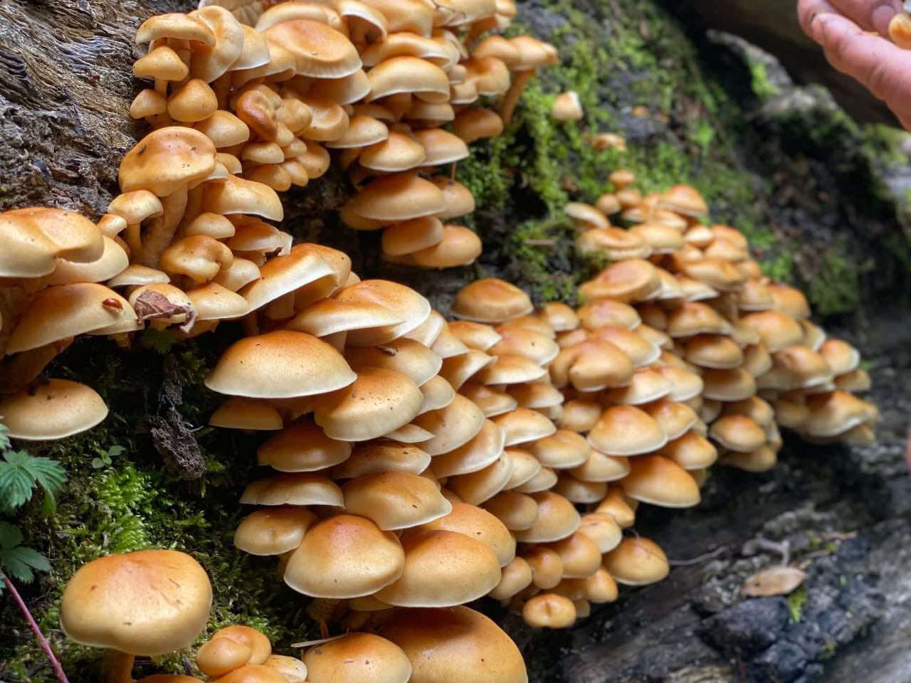 जंगली च्याउ खाँदा बिरामी भएकी बालिकाको मृत्यु