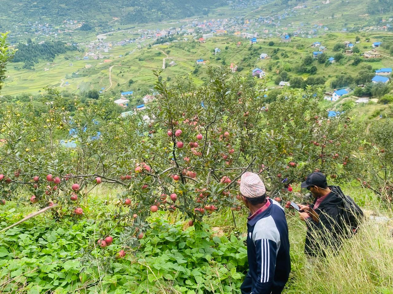 प्रयोगविहीन कोल्ड स्टोरः किसानलाई काँचो स्याउ बेच्न हतार