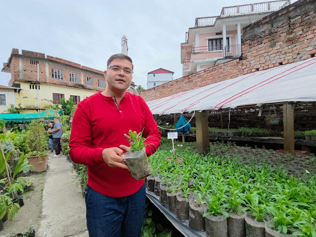 नर्सरीबाट वार्षिक ४० लाख आम्दानी
