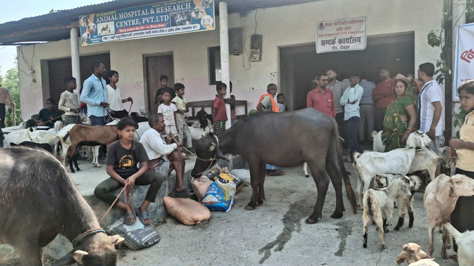  सिर्सियामा निःशुल्क पशु स्वास्थ्य शिविर